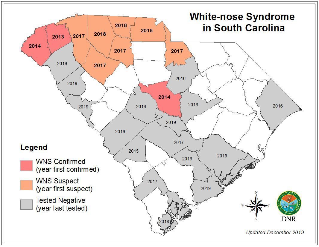white nose